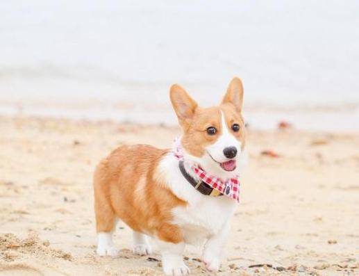 小陈|柯基意外生下二哈的独子，小串串长得挺有个性，主人见到笑开了花