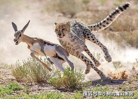 猎豹捕食视频完整 ee1f6c4d3da145629aad6768d881db1d.jpeg