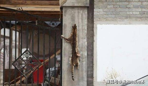 刘先生|被邻居吃掉的小动物:兔子被宰杀,豹猫被剥皮,柯基被分食