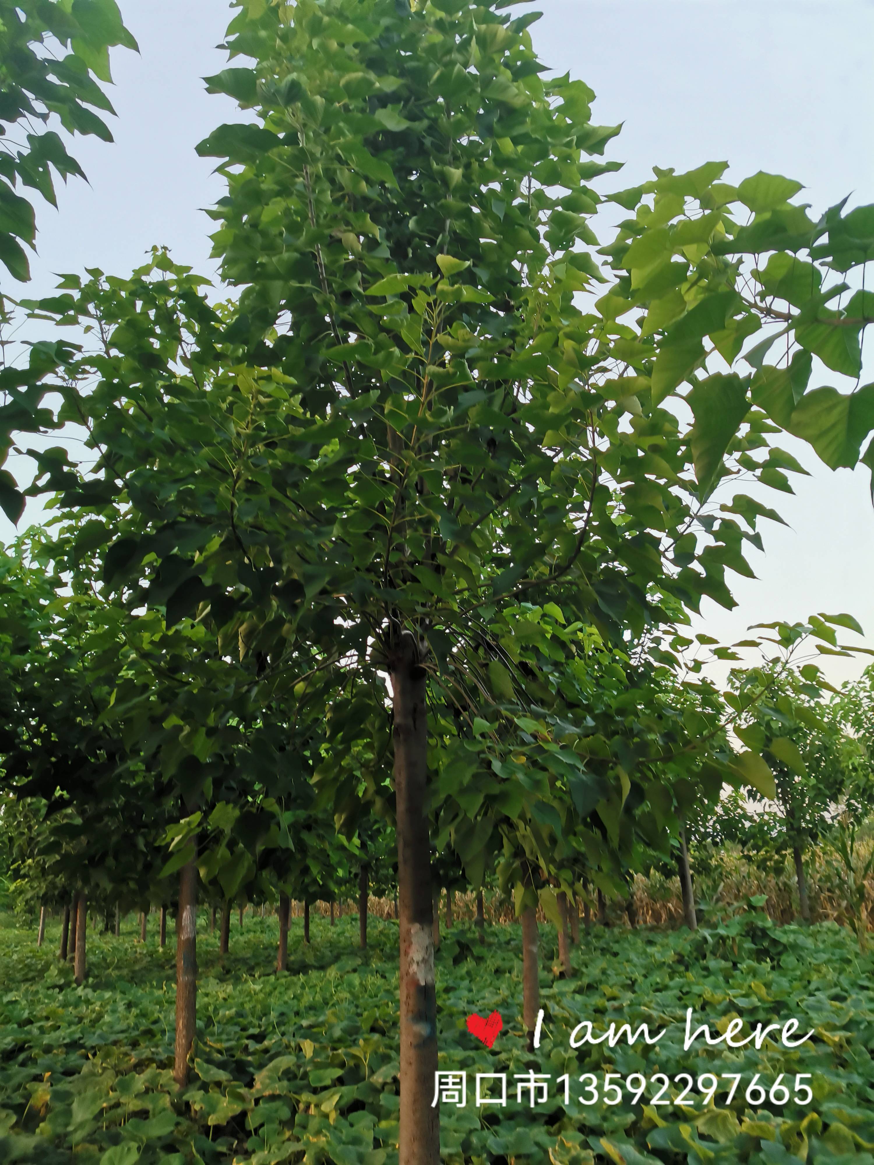 数量|9公分楸树价格10公分楸树多少钱一棵,最新楸树价格行情