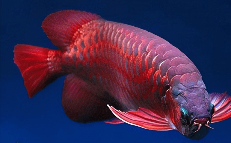 最贵的昆虫排行_世界上“最贵”的6种昆虫,位居第一的昆虫竟价值610000元