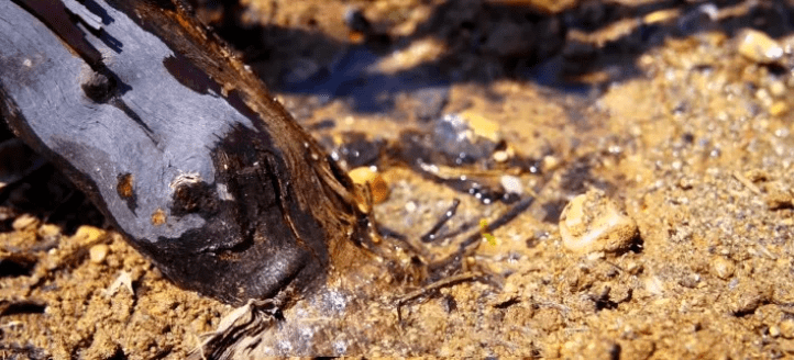 国际|“中国葡萄酒的现在和未来在宁夏”