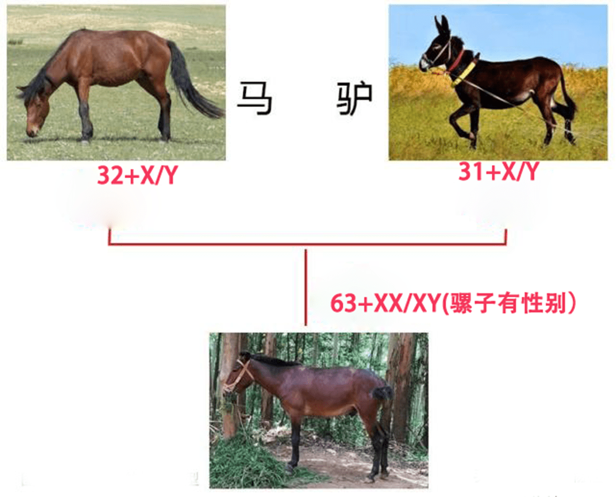 骡子怀孕必死 更累的马 失户的驴 劳累一生的骡子无法繁殖吗 繁育 新闻时间