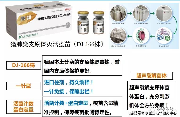 进行|秋季注意防范------猪支原体肺炎!