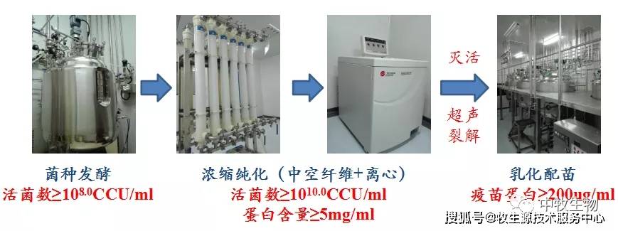 进行|秋季注意防范------猪支原体肺炎!