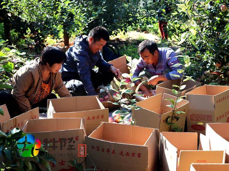 洛阳村|2000万斤苹果不愁卖，井陉这个村有绝招！