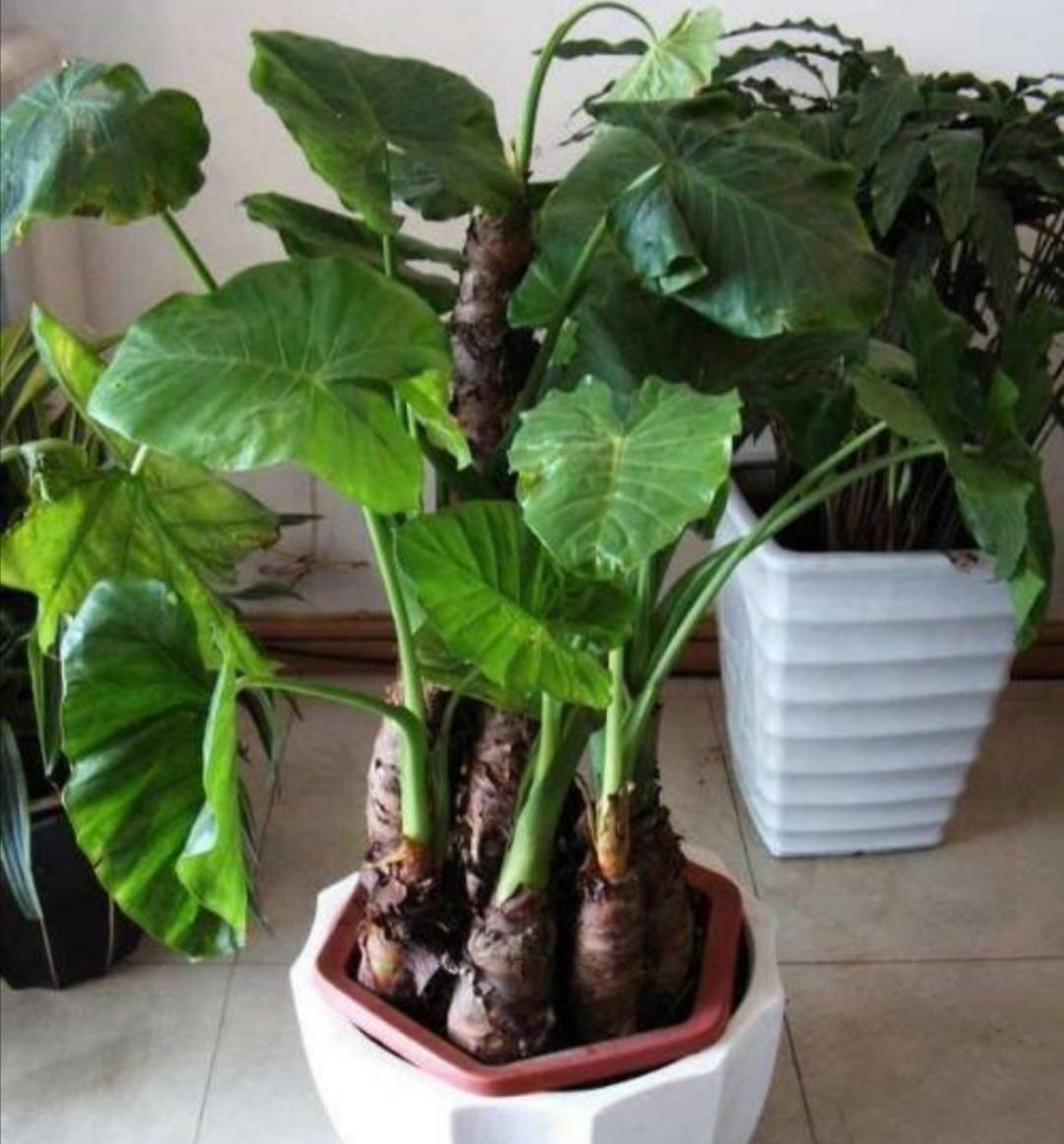 原创7种有毒花开花很漂亮养在家里却不知道