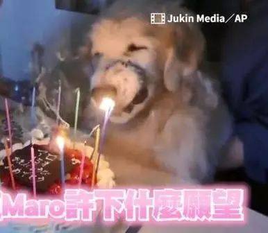 主人幫15歲金毛過生日，狗狗雖然老到坐不起來，但笑得超開心 萌趣萌寵 第3张
