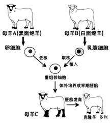 基因编辑技术的发展历史 401d61c5941c4cd9ae8def8a201ce6a6.jpeg