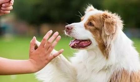 奖励|狗狗可能不是挑食,而是零食成瘾了!别让你的纵容害了它