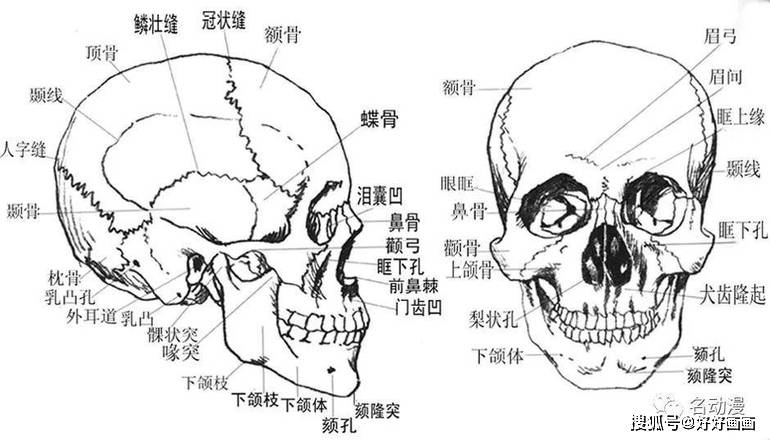 差不多绘画初学者需要学会的头部透视技巧