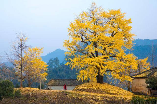 广西最美的秋色，拥有百年银杏1.7万株，全国罕见广西唯一