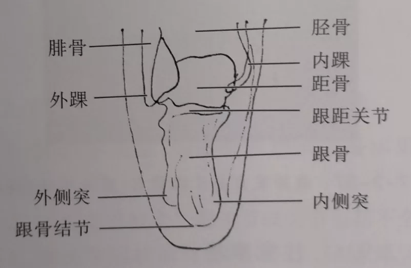 我们来学习巩固解剖下及x线影像下的跟骨是什么样的