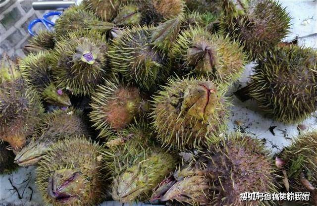 它是"水中人参",却很像"鸡头",120块一斤,煮粥煲汤很美味