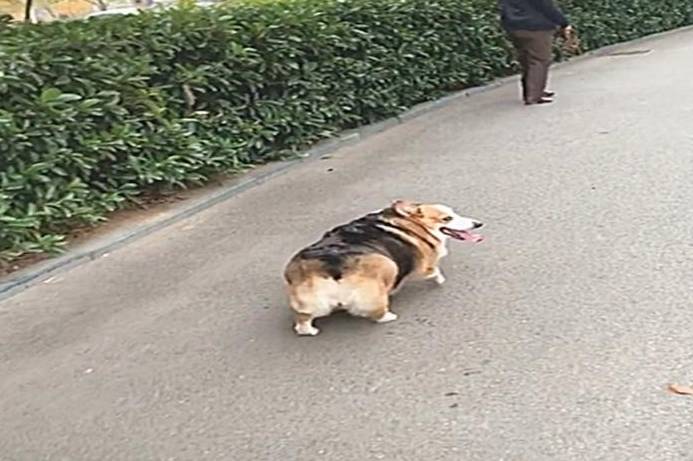 事件胖胖柯基走路屁股摇来摇去，网友：给狗多吃点，瘦的都走不动道了