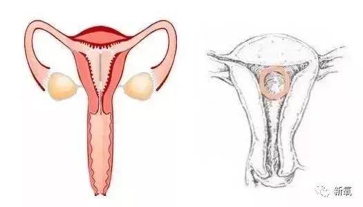 时间|你妈妈的身体里，也有这个吗？？？