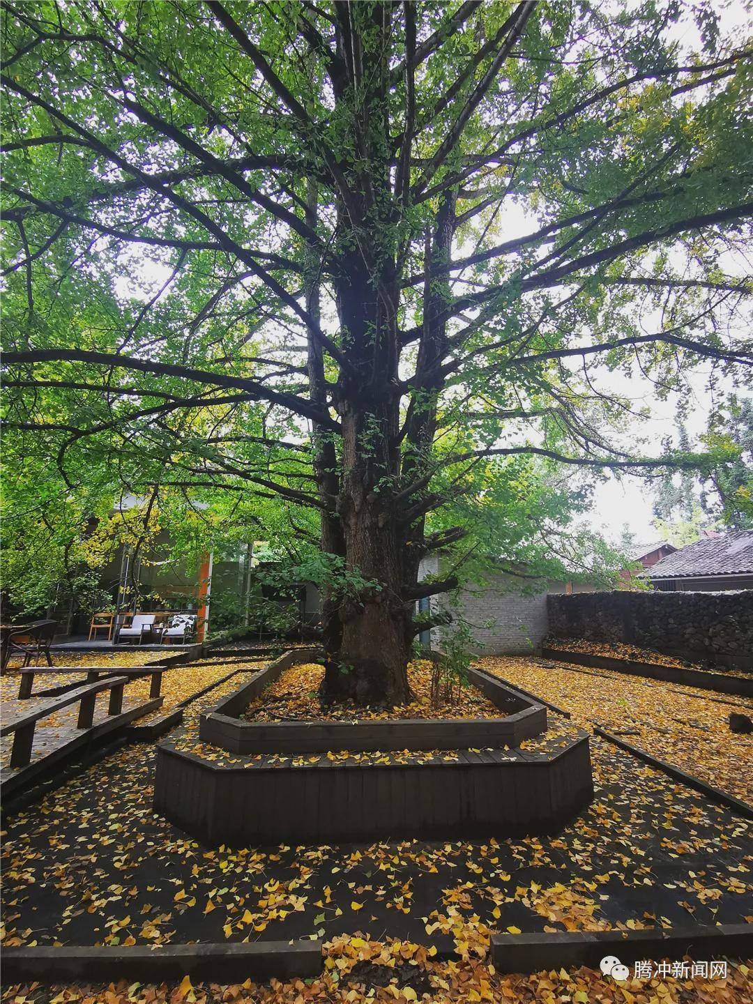 日子|云南腾冲：一林秋色天地远