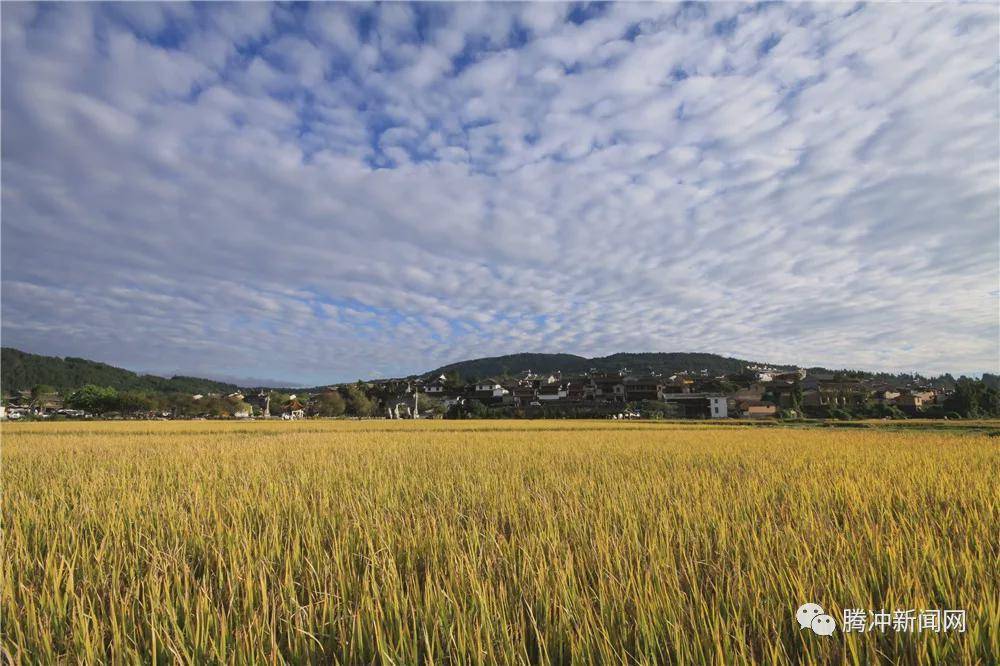 日子|云南腾冲：一林秋色天地远