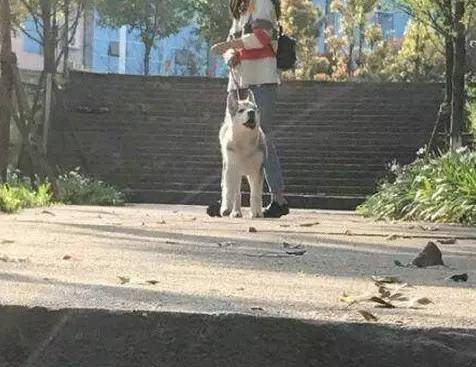 主人帶二哈去動物園認親，見到被關在籠子裡的狼，哈士奇蒙圈了！ 萌趣萌寵 第2张