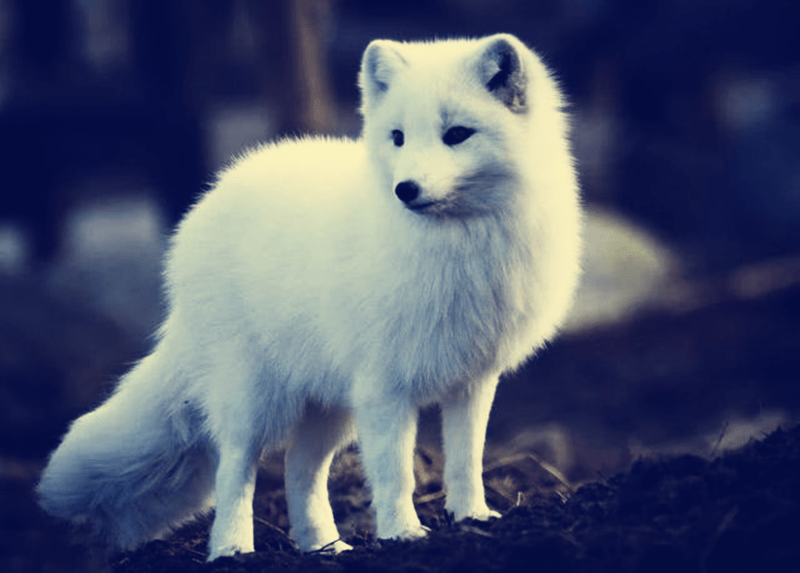 民间故事:女童闯下大祸,被外婆许给狐仙,十年后帅气男子找上门_白狐