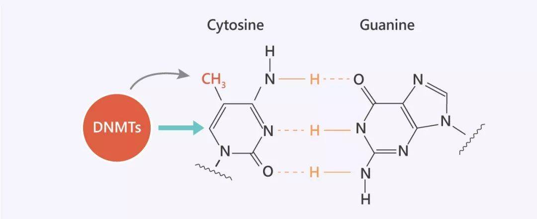 甲基化抑制劑是表觀遺傳學的載體medchemexpress
