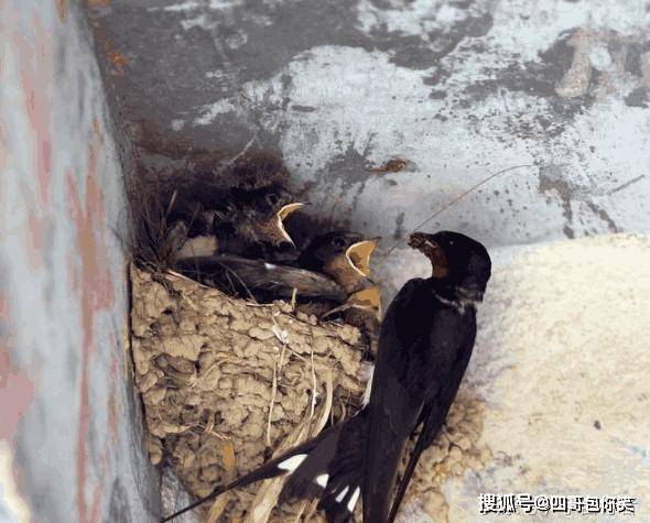 为什么燕子常把窝筑在人类的屋檐下?原因令人感动_鸟窝