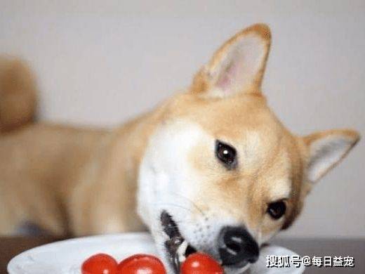 小狗吃西红柿会怎么样