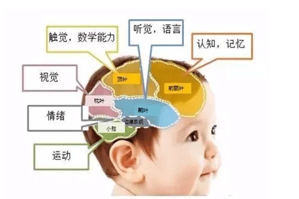 大脑语言区位置图片图片