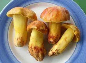 农小淘|秋风劲 | 菌菇养生正当时