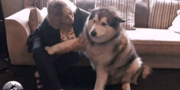 因为|阿拉斯加胖成球,缠着奶奶要零食吃,没有就赌气不理人,太现实了