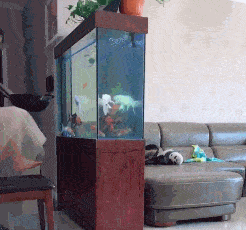 搞笑GIF：老婆你快來，我要給你一個驚喜 搞笑整蠱 第1张