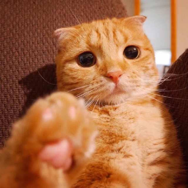 因为|猫咪跟铲屎官“冷战”的时候,到底在想什么?