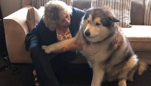 因为|阿拉斯加胖成球,缠着奶奶要零食吃,没有就赌气不理人,太现实了