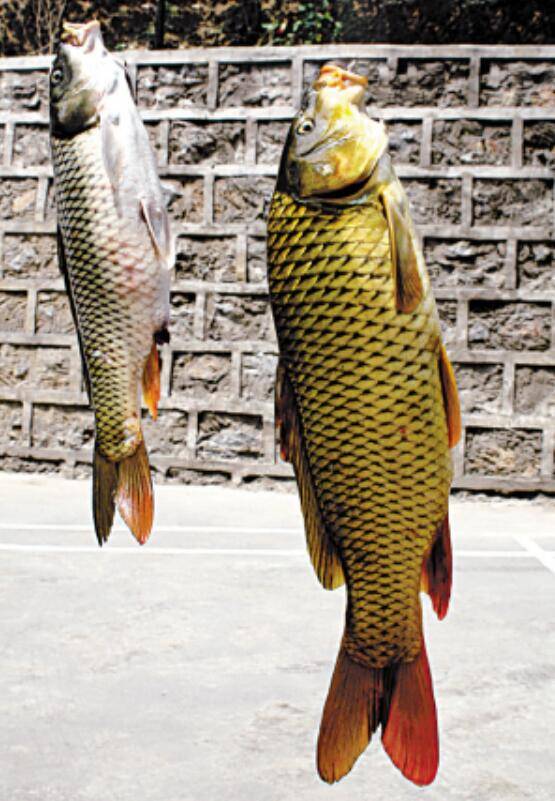 黄河最大的鱼有多大真有300多斤的大鱼