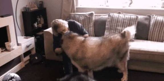 因为|阿拉斯加胖成球,缠着奶奶要零食吃,没有就赌气不理人,太现实了