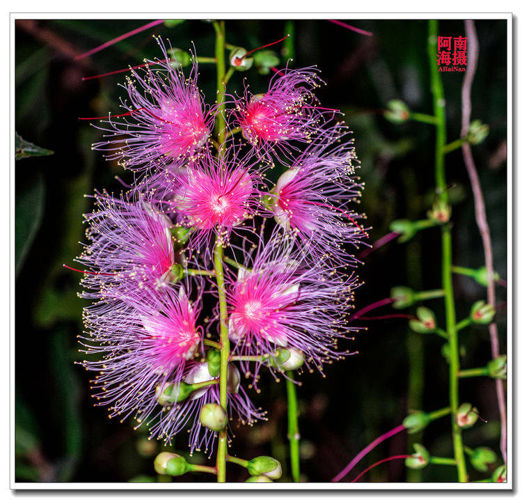 七里村,玉蕊花盛开的千年古村