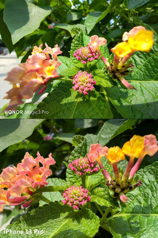 细节|荣耀Magic3 Pro对决iPhone 13 Pro：融合计算摄影哪家强？