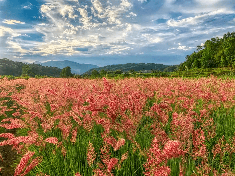 如雾|腾冲周边游丨北海蒲苇花开粉黛红