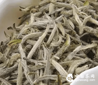 茶叶|夏天为什么喝白茶