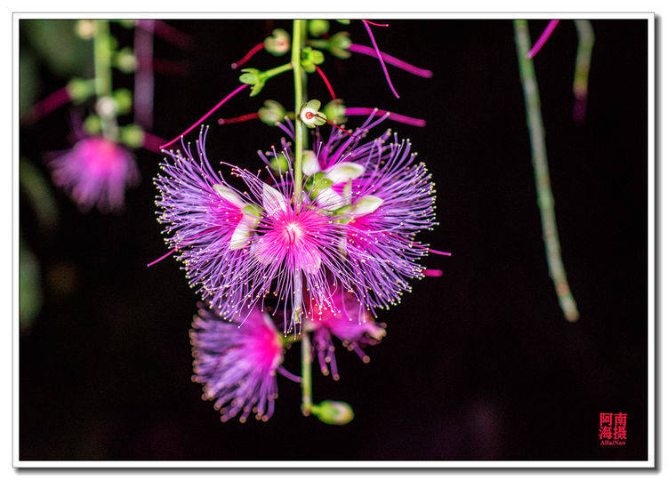 七里村,玉蕊花盛开的千年古村