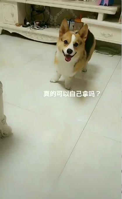 柯基不願意吃狗糧，主人說喜歡吃什麼自己去拿，它的反應讓人笑噴 萌趣萌寵 第2张