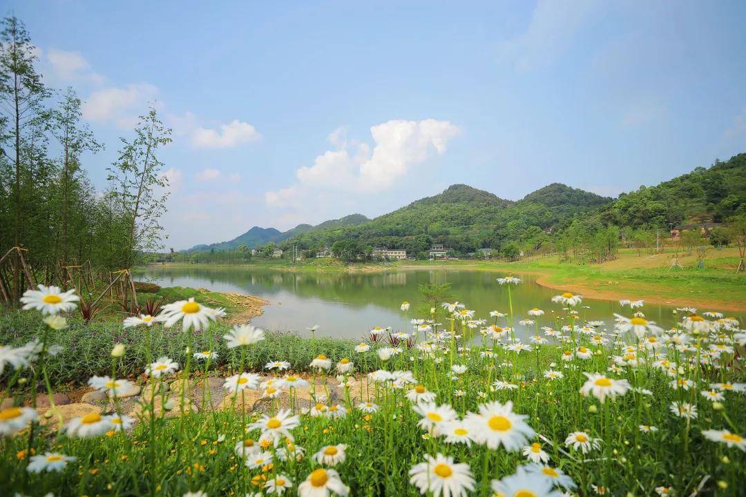 三河村|沙坪坝宝藏打卡地！不仅只有粉红花海，还有诗有景有远方......