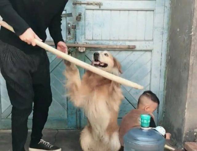 父親因為孩子調皮准備教訓一下，結果寵物狗狗的表現，讓人感動 萌趣萌寵 第3张