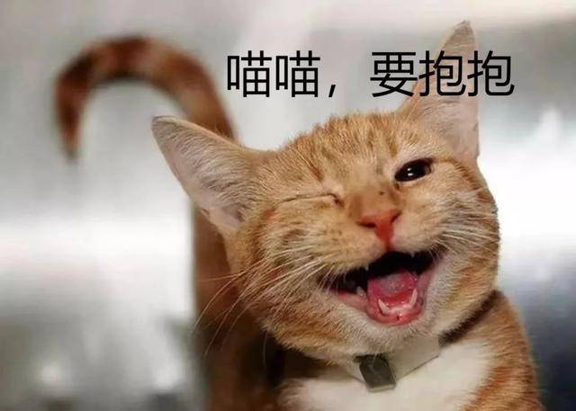 狗狗社交能力滿點，串門總是帶上熱狗回家，怪不得身材橫著長 萌趣萌寵 第6张
