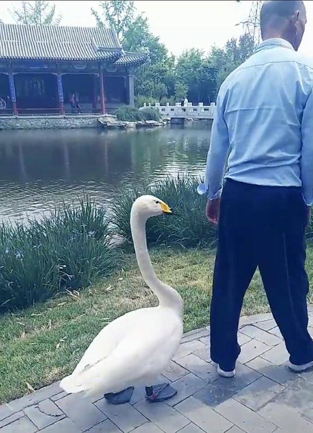 天鵝乖巧跟在主人身旁散步，走路嘚瑟引圍觀，鵝帥特煩惱 萌趣萌寵 第1张