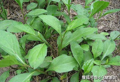 排尿酸最快的草药 5c5194f9017a45dc9af8be7cccf1e377.jpeg