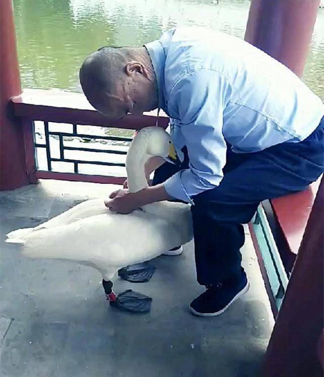 天鵝乖巧跟在主人身旁散步，走路嘚瑟引圍觀，鵝帥特煩惱 萌趣萌寵 第2张