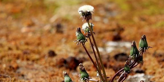 怎样晒干蒲公英 e98865ea98bb4385a9710630de4f5959.jpeg