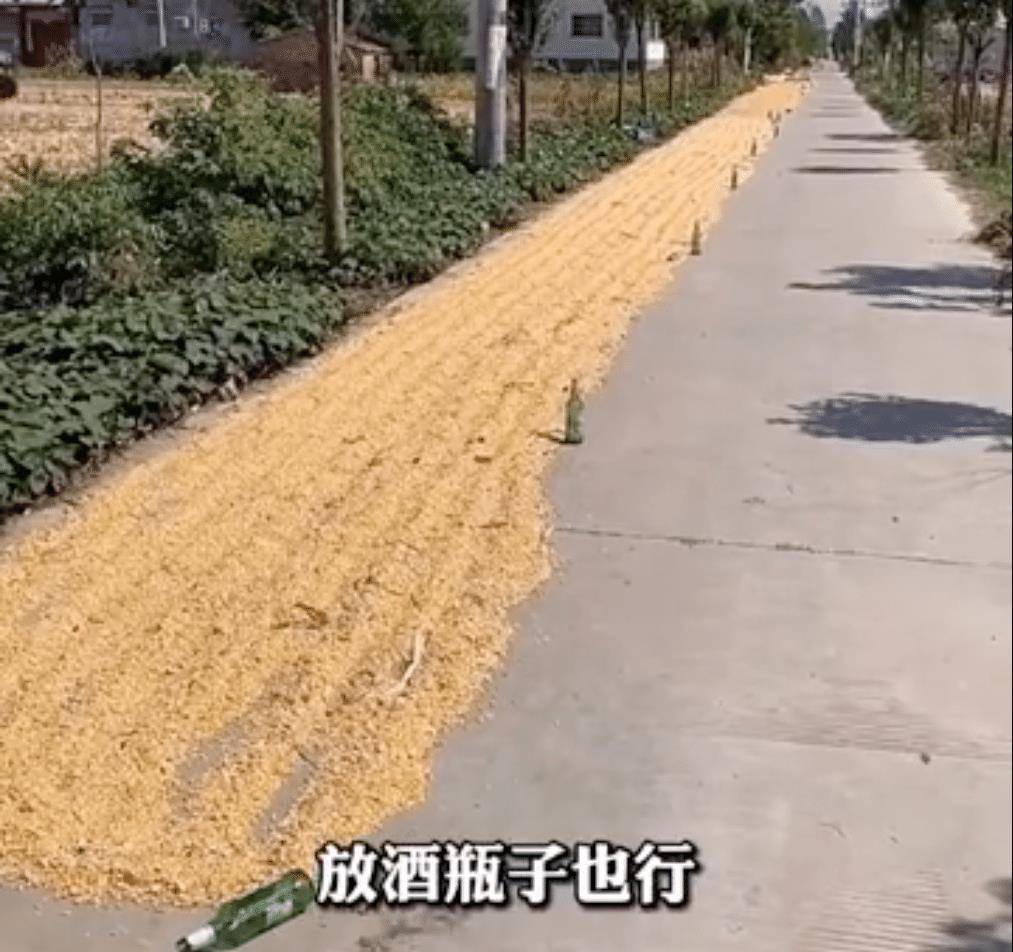 路成|村民占道晒玉米，里边暗藏钉子，司机抱怨：好好的路成了定时炸弹