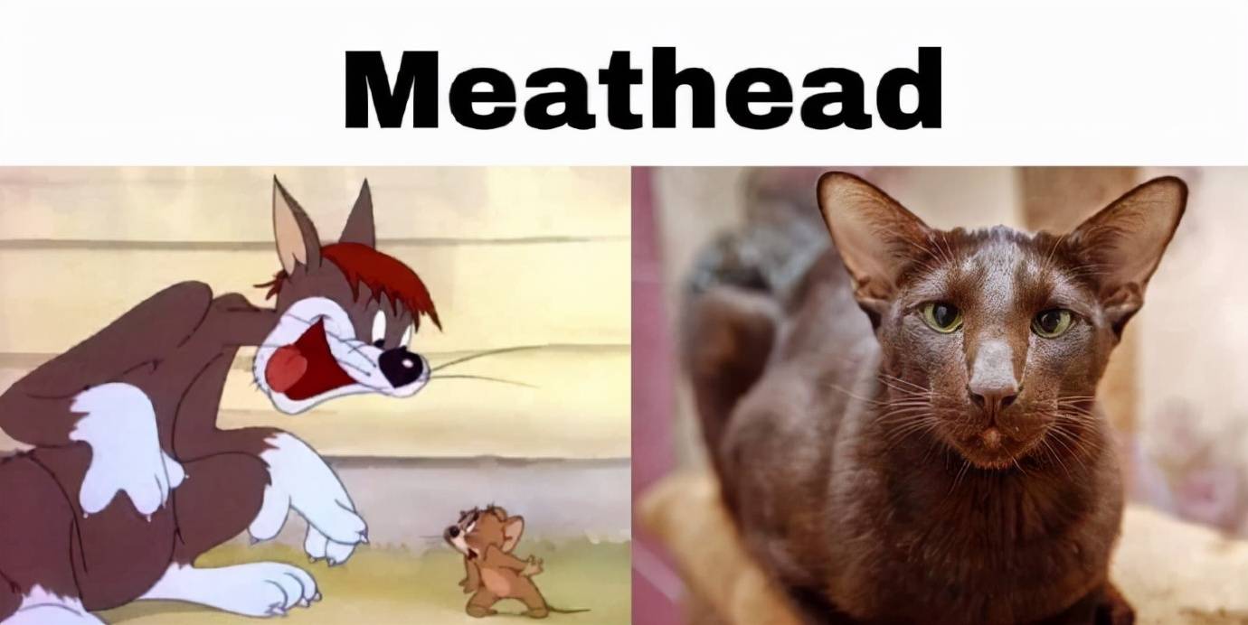 图片[9]-网友分享“真实版”猫和老鼠，汤姆的女神动画内外都好可爱！-魔性次元